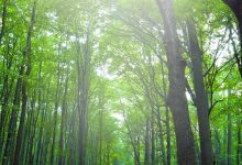 Why I’m Going to the Felt Sense Conference