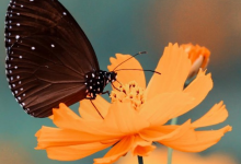 FREE FOCUSING TALK January 18, 2020