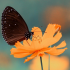 FREE FOCUSING TALK January 18, 2020